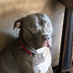 Meet your Posher, Stella